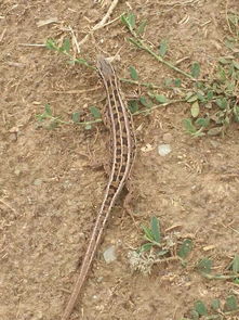 老驥伏櫪，志在千里——藍色力獅旅行版塔城游記